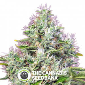 San Fernando Lemon Kush Feminised Sweet Seeds