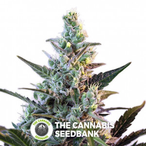 Sweet Skunk FAST Version Feminised Sweet Seeds