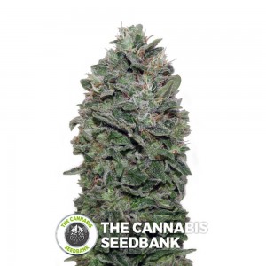 Sweet Soma (00 Seeds) - The Cannabis Seedbank