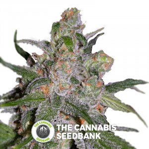 Sweet Tooth3 BX1 - Regular Cannabis Seeds - Alpine Seeds