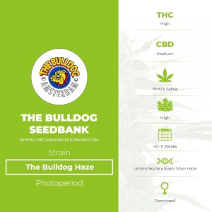 The Bulldog Haze (The Bulldog Seedbank) - The Cannabis Seedbank