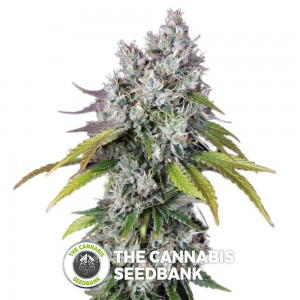 Underdawg OG (T.H. Seeds) - The Cannabis Seedbank