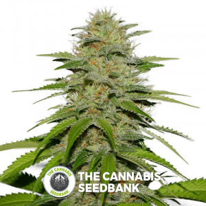 Victory Kush - Regular Cannabis Seeds - Alpine Seeds