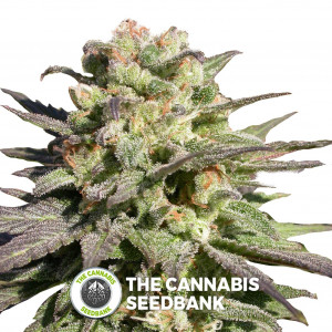 Warlock - Regular - Serious Seeds