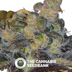 Whitaker Blues Regular (DJ Short) - The Cannabis Seedbank