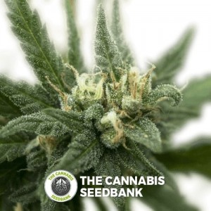 White Candy (710 Genetics) - The Cannabis Seedbank