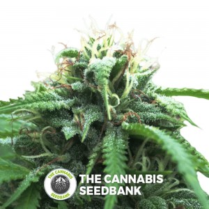 White Fire Widow OG Regular (Digital Genetics) - The Cannabis Seedbank