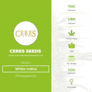 White Indica (Ceres Seeds) - The Cannabis Seedbank