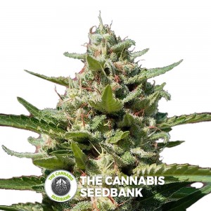 White Kush (Advanced Seeds) - The Cannabis Seedbank