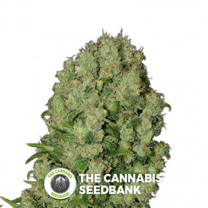 White Russian - Regular - Serious Seeds