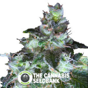 Original White Widow (IBL) - Feminised - Paradise Seeds