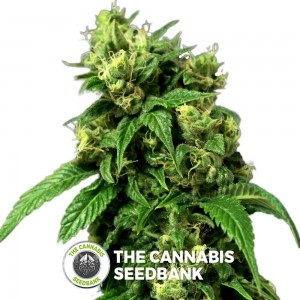 Wreckage (T.H. Seeds) - The Cannabis Seedbank