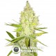 Chicle aka BubbleDawg (T.H. Seeds) - The Cannabis Seedbank