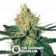 Cannalope Haze Regular (DNA Genetics) - The Cannabis Seedbank