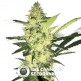 LA S.A.G.E. (T.H. Seeds) - The Cannabis Seedbank