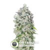00 Kush (00 Seeds) - The Cannabis Seedbank