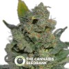 710 Cheese (710 Genetics) - The Cannabis Seedbank