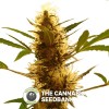 710 Diesel Auto (710 Genetics) - The Cannabis Seedbank