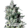 A-Train (T.H. Seeds) - The Cannabis Seedbank