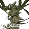 Acapulco Gold Feminised Barney's Farm Seeds