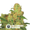 Acid Auto - Autoflowering - Paradise Seeds