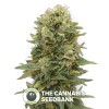 Afghan Mass Auto (00 Seeds) - The Cannabis Seedbank