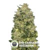 Afghan Skunk Auto (Advanced Seeds) - The Cannabis Seedbank