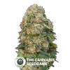 Afghan Skunk (Advanced Seeds) - The Cannabis Seedbank