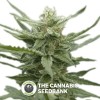 AK107 Auto (710 Genetics) - The Cannabis Seedbank