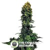 Auto 00 Kush (00 Seeds) - The Cannabis Seedbank