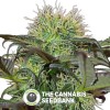 Bad Azz Kush Feminised Barney's Farm Seeds