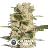 Bella Donna - Feminised - Paradise Seeds