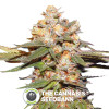 Big Bomb - Autoflowering Cannabis Seeds - Bomb Seeds