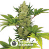 Blue Cheese AUTO Feminised Barney's Farm Seeds - Characteristics