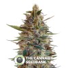 Blue Diesel Auto (Advanced Seeds) - The Cannabis Seedbank
