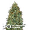 Automatik Collection #4 Auto (00 Seeds) - The Cannabis Seedbank