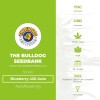 Blueberry 420 Auto (The Bulldog Seedbank) - The Cannabis Seedbank