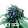 Blueberry Regular (DJ Short) - The Cannabis Seedbank