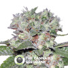 Bomb CBD - Feminised Cannabis Seeds - Bomb Seeds