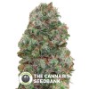 Bubble Gum (00 Seeds) - The Cannabis Seedbank