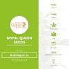 Bubblegum XL (Royal Queen Seeds) - The Cannabis Seedbank