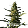 Candida (CD - 1) - Feminised - Medical Marijuana Genetics