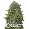 Caramel Kush (00 Seeds) - The Cannabis Seedbank