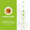 CBD Blue Shark Feminised Barney's Farm Seeds - Characteristics
