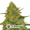 Chem Dawg CBD (CBD Botanic) - The Cannabis Seedbank