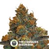 D Diesel CBD (CBD Botanic) - The Cannabis Seedbank
