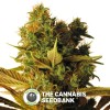 Hammer Shark CBD (CBD Botanic) - The Cannabis Seedbank