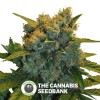 Sensi Star CBD (CBD Botanic) - The Cannabis Seedbank