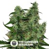 Somango CBD (CBD Botanic) - The Cannabis Seedbank