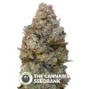Chocolate Skunk (00 Seeds) - The Cannabis Seedbank